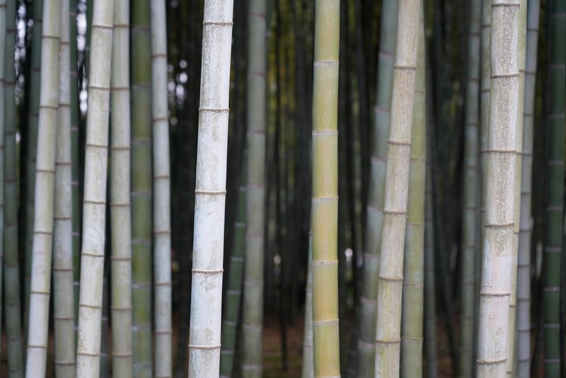 Maui Bamboo Forest, Hawaii