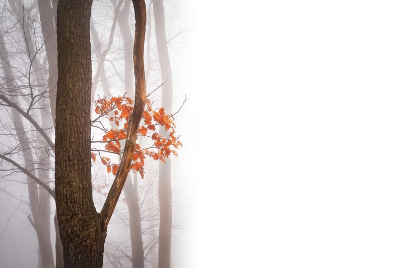 Whispering Woods